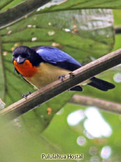 Orange-throated Tanager - Wetmoretraupis sterrhopteron