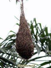 Oropendola Nest
