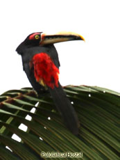Pale-mandibled Aracari