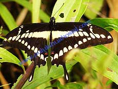Papilio thoas nealces
