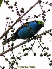 Paradise tanager - Tangara chilensis