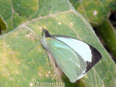 Pieridae-Perrhybris pyrrha