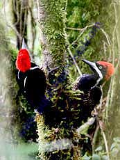 Powerful_Woodpecker