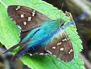 Butterfly Tours