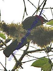 Purple-throated Fruitcrow