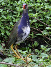 Purple Gallinule Juvenile