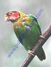 Rose-faced-Parrot