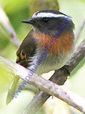 Rufous-breasted_Chat_Tyrant