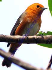 Rufous-chested-Tanager