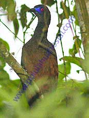 Sickle-winged-Guan