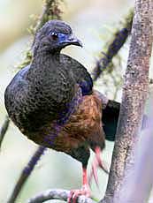 Sickle-winged_Guan