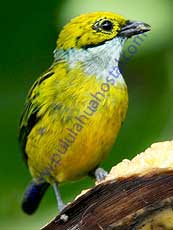 Silver-Throated