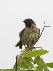 Large Tree-Finch 