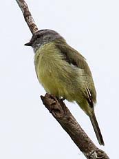 Sooty-capped Flycatcher