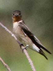 Southern-Rough-winged-Swallow