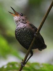 Southern Nitghtingale Wren