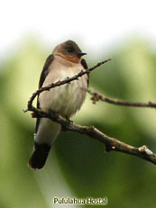 Southern Rough-winged Swallow_Stelgidopteryx ruficollis