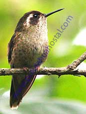 Speckled-Hummingbird