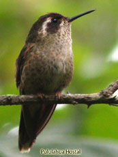 Speckled-Hummingbird_Adelomyia-melanogeny