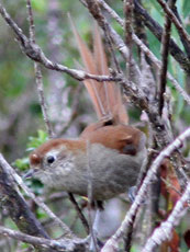 Spinetail-sp