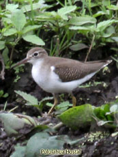 Spooted Sandpiper