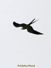 Swallow-tailed Kite_Elanoides forficatus