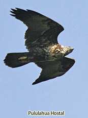 Black-chested Buzzard Eagle Juvenile