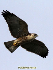 Variable Hawk juvenile above me