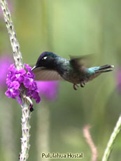 Violet-headed Hummingbird Male