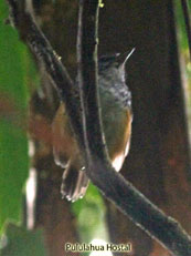 Warbling Antbird_Hypocnemis cantator
