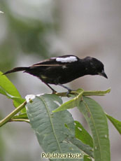 White-Shouldered Tanager