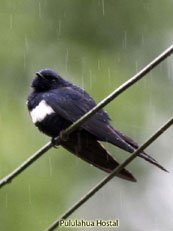 White-banded Swallow_Atticora fasciata