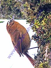White-browed Spinetail