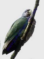 White-capped Parrot