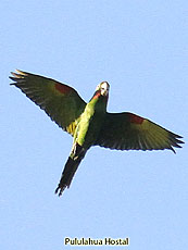 White-eyed-Parakeet