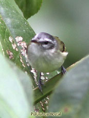White-tailed-Tyrannulet_Mecocerculus-leucophrys