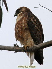 White-throated Hawk