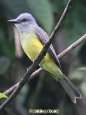 White-throated Kingbird_Tyrannus albogularis
