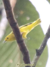 ellow-backed Tanager