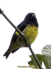 Yellow-bellied Siskin_Carduelis xanthogastra