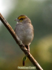 Yellow-browed Sparro