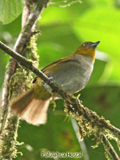 Yellow-throated-Brush-Tanager