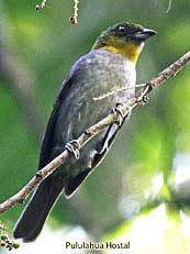 Yellow-throated Bush-tanager